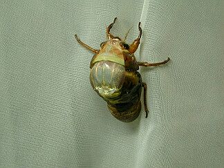 aburazemi017.jpg