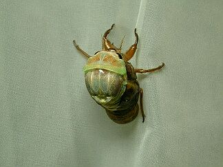 aburazemi023.jpg