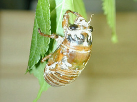 kumazemi001.jpg