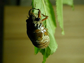 kumazemi003.jpg