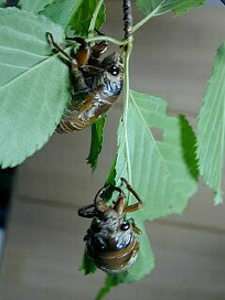 kumazemi005.jpg