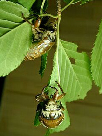 kumazemi006.jpg
