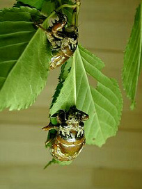 kumazemi009.jpg