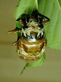 kumazemi011.jpg