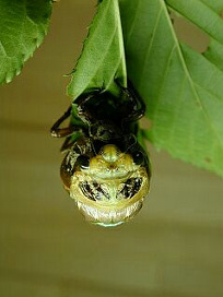 kumazemi018.jpg
