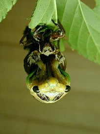 kumazemi027.jpg