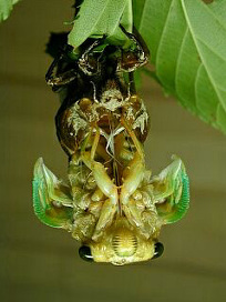 kumazemi033.jpg