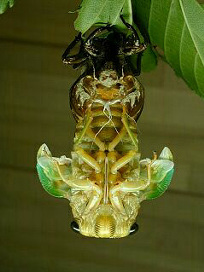 kumazemi034.jpg