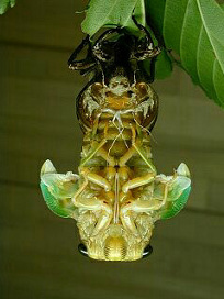 kumazemi035.jpg