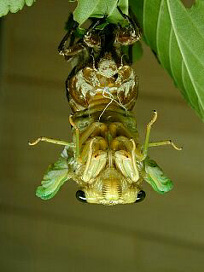 kumazemi039.jpg