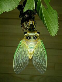 kumazemi042.jpg