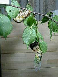 kumazemi047.jpg