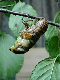 kumazemi049.jpg