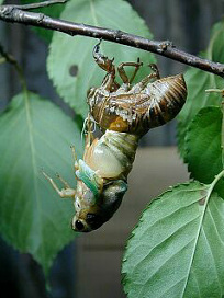kumazemi050.jpg