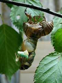 kumazemi054.jpg