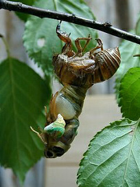 kumazemi058.jpg