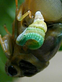 kumazemi059.jpg