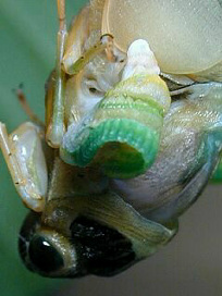 kumazemi060.jpg