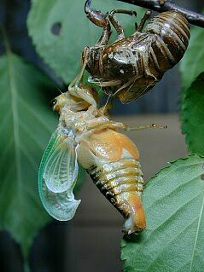 kumazemi063.jpg