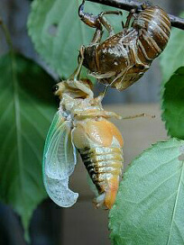kumazemi065.jpg
