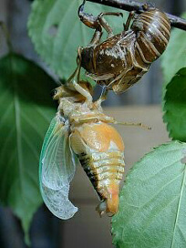 kumazemi066.jpg
