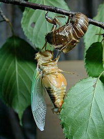 kumazemi069.jpg
