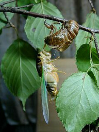 kumazemi070.jpg