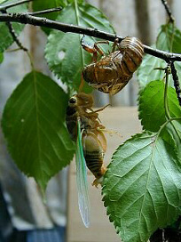 kumazemi072.jpg